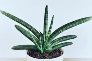 Read more about the article Are Snake Plants Succulents?