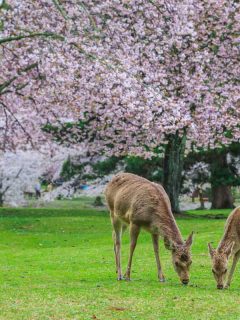 Deer eating grass under magnolia tree, Do Deer Eat Magnolia Trees? 