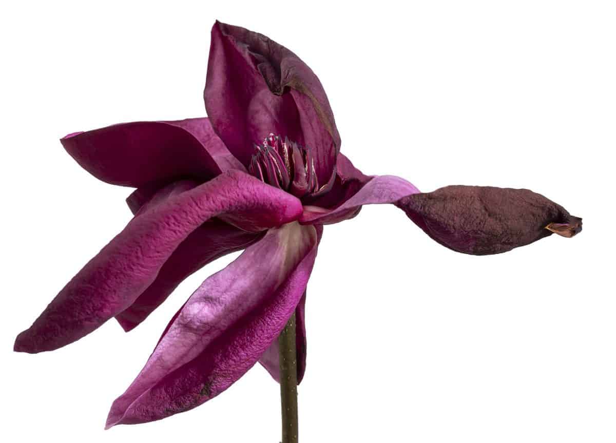 Purple magnolia flower, Magnolia felix 