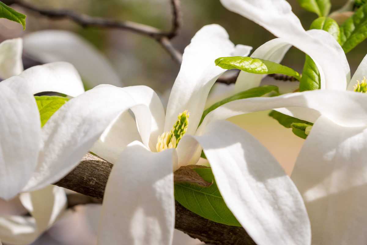 Anise Magnolia (Magnolia salicifolia)