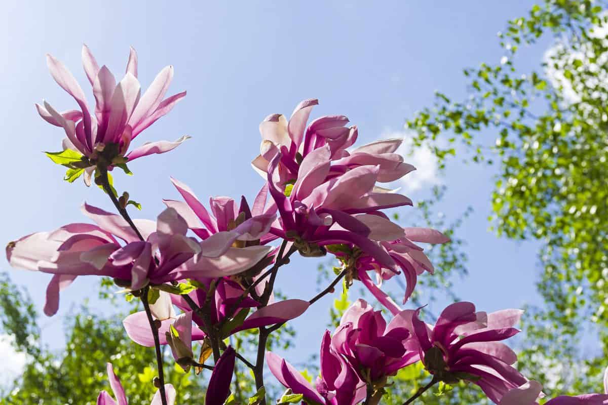 Blooming lily magnolia magnolia (Magnolia liliiflora) 