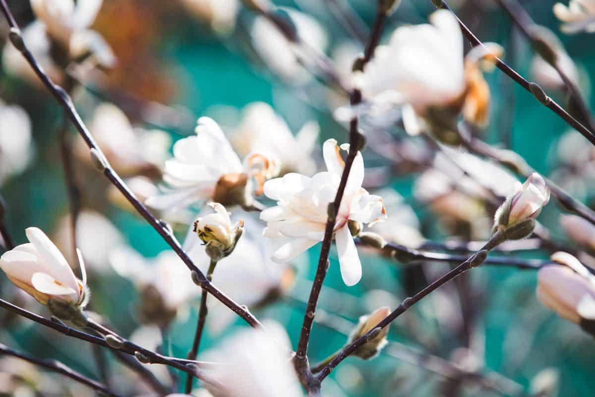 Kobus magnolia White magnolia early spring blossom