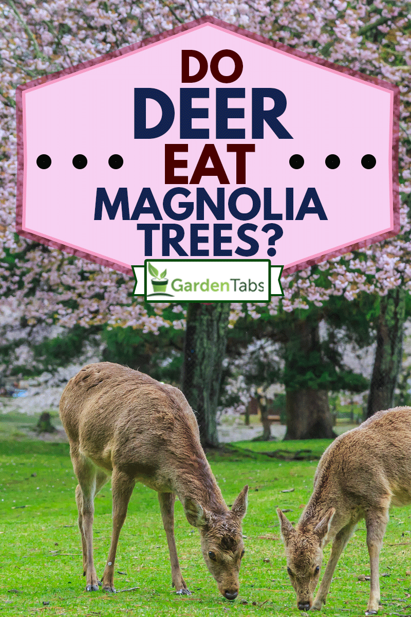 Deer eating grass under magnolia tree, Do Deer Eat Magnolia Trees? 