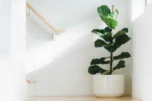 Read more about the article How Fast Do Fiddle Leaf Figs Grow?