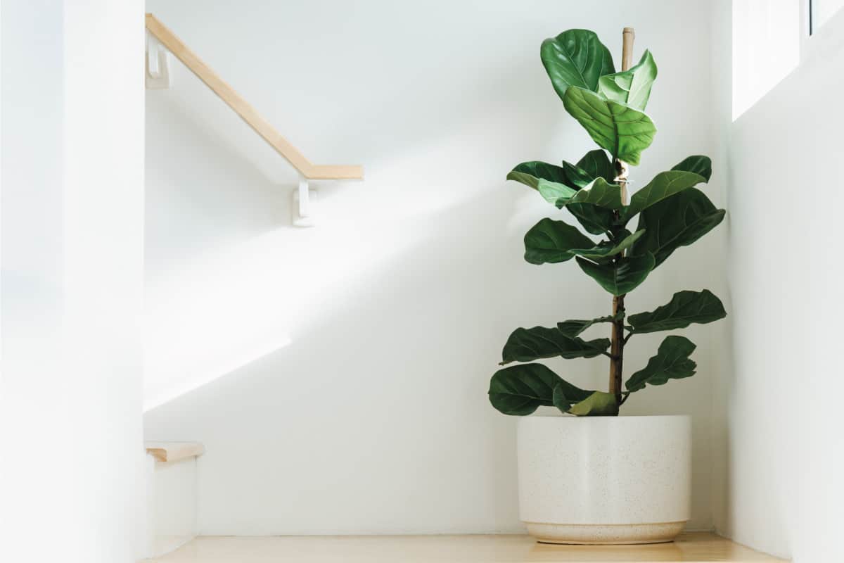 Fiddle leaf fig tree indoors in natural light, How Fast Do Fiddle Leaf Figs Grow?