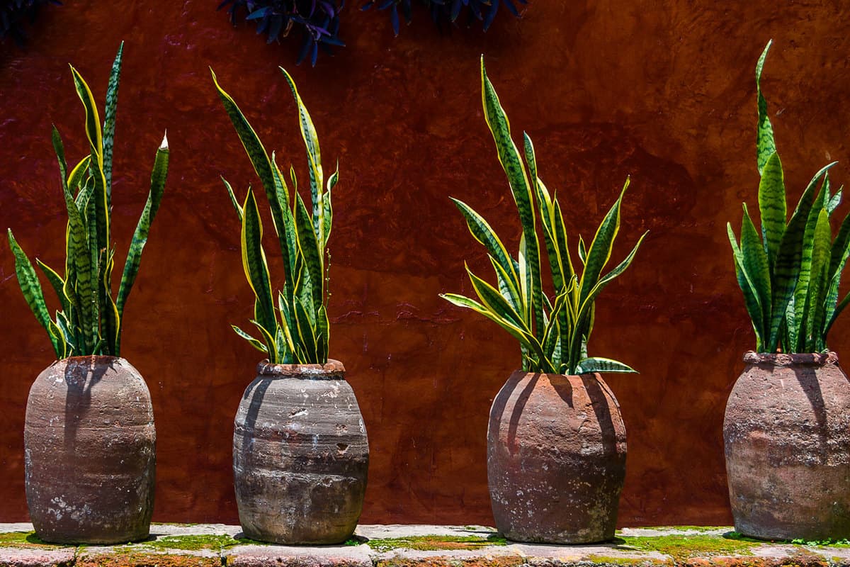 Four gorgeous snake plants planted on clay brown pots
