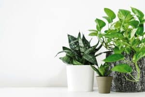 Read more about the article Where To Place A Snake Plant In Feng Shui
