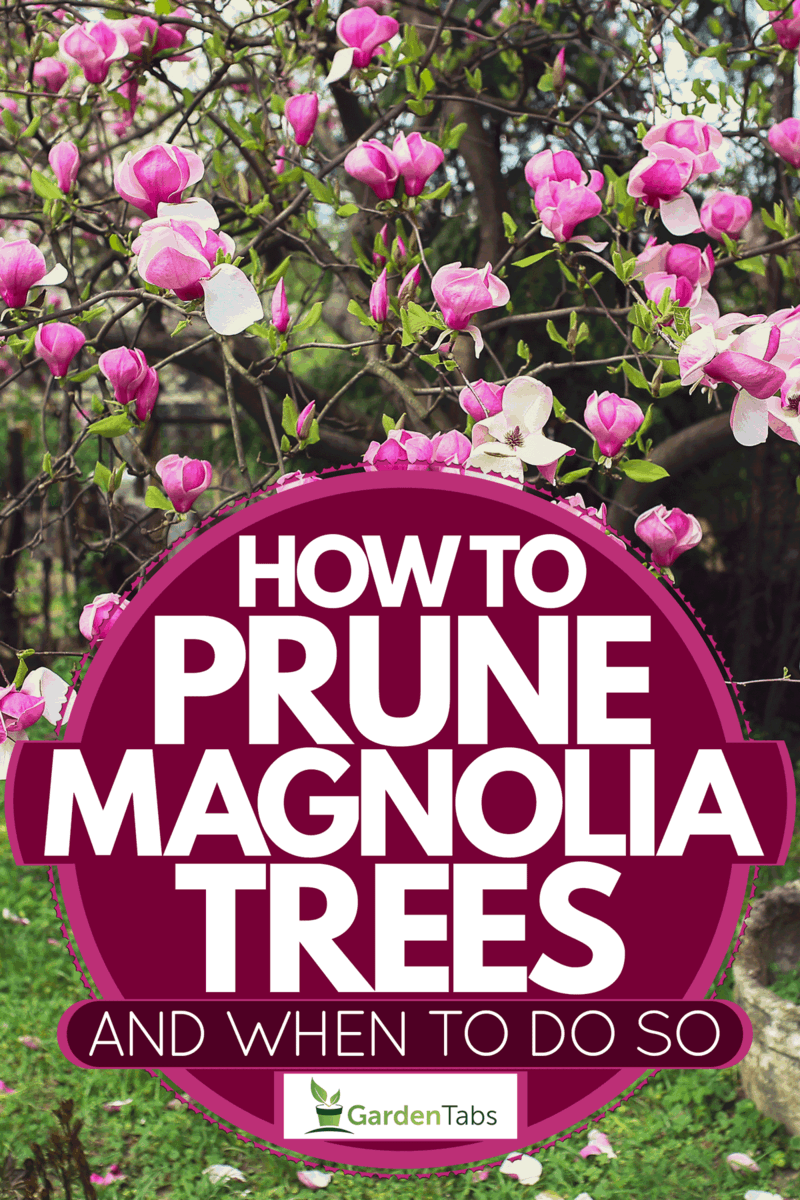How To Prune Magnolia Trees [And When To Do So]