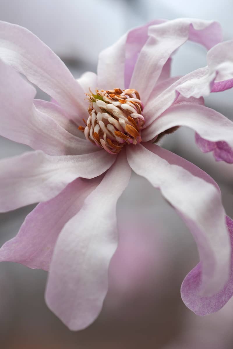 Leonard Messel loebner magnolia flower (Magnolia x loebneri Leonard Messel)