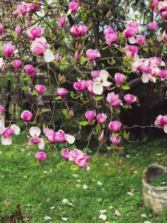 Magnolia flowers blooming gorgeously on a park, How To Prune Magnolia Trees [And When To Do So]