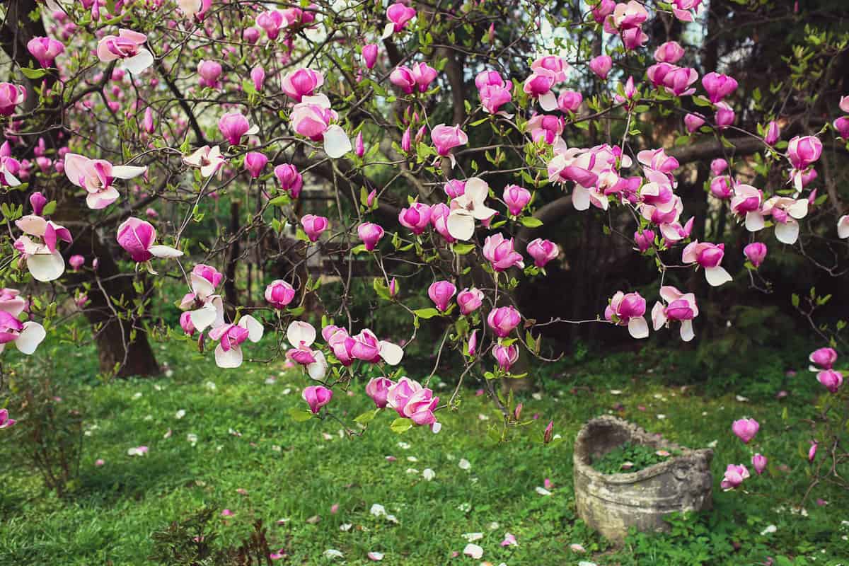Magnolia flowers blooming gorgeously on a park, How To Prune Magnolia Trees [And When To Do So]