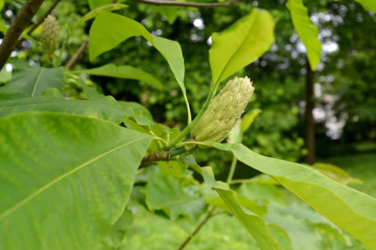 Magnolia umbrella (Magnolia tripetala L.),