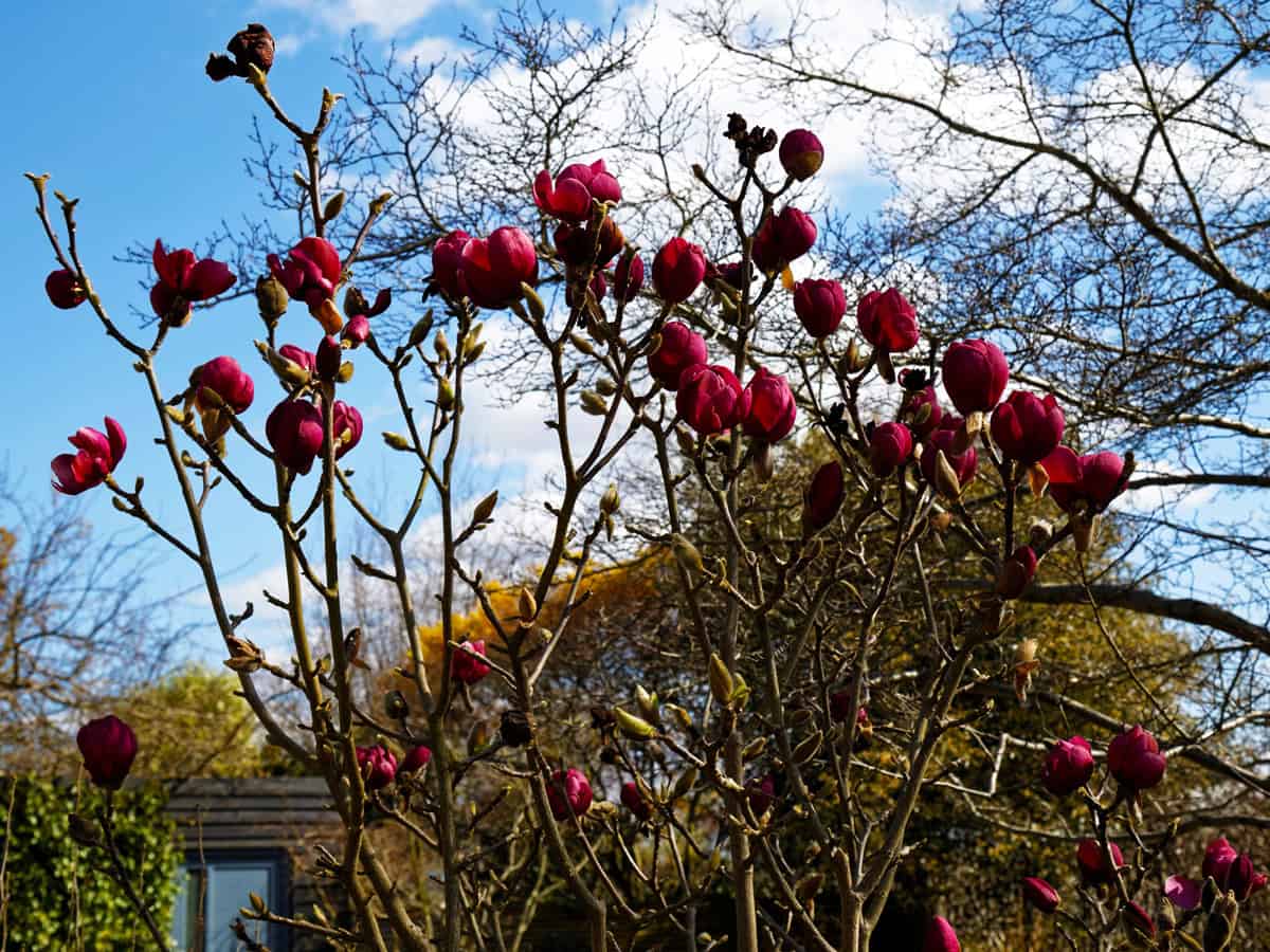 Magnolia × soulangeana Jurmag1 'Black Tulip', at Capel Manor College Gardens, Bulls Cross, Enfield, London, England