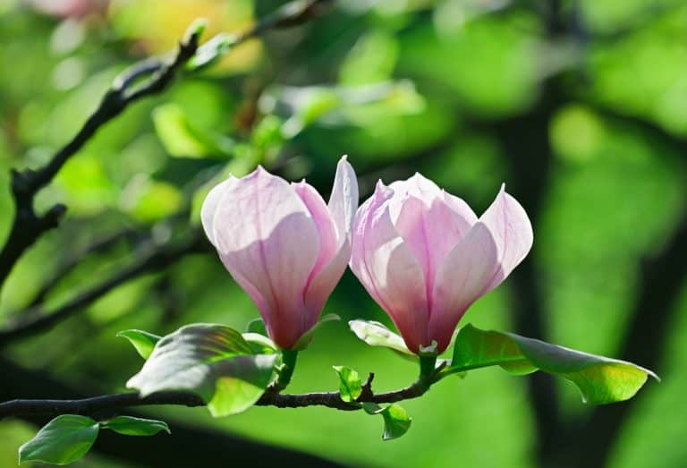 Pink abloom pair of magnolia flower with beautiful bokeh