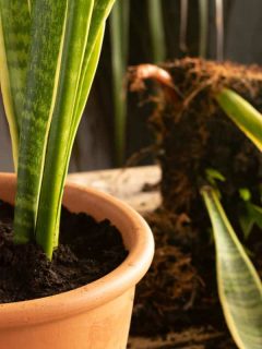 Process of transplanting a houseplant Sansevieria into a clay pot, Snake plants on a wooden table, What's The Best Soil For Snake Plant?