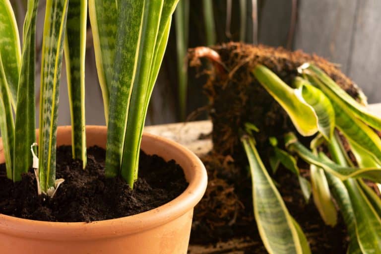 Process of transplanting a houseplant Sansevieria into a clay pot, Snake plants on a wooden table, What's The Best Soil For Snake Plant?