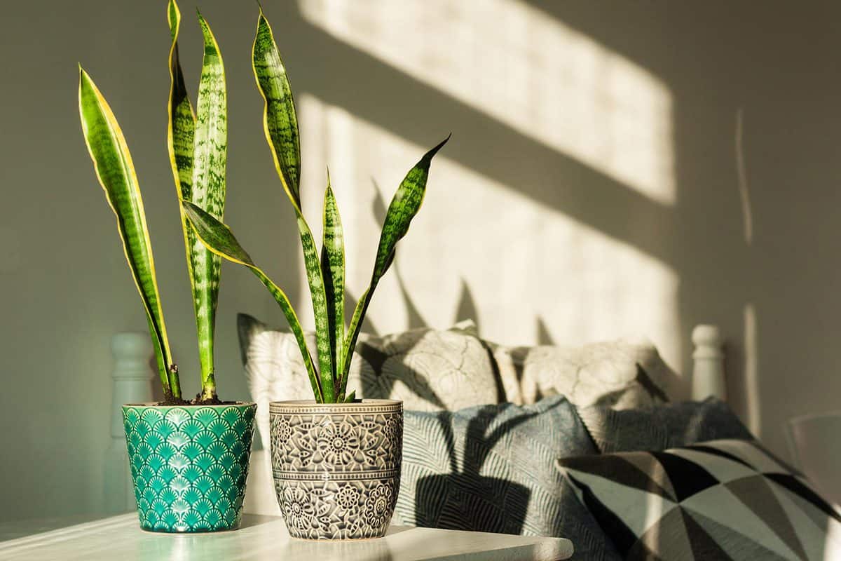 Sansevieria (snake plant) in ceramic pots on a white table
