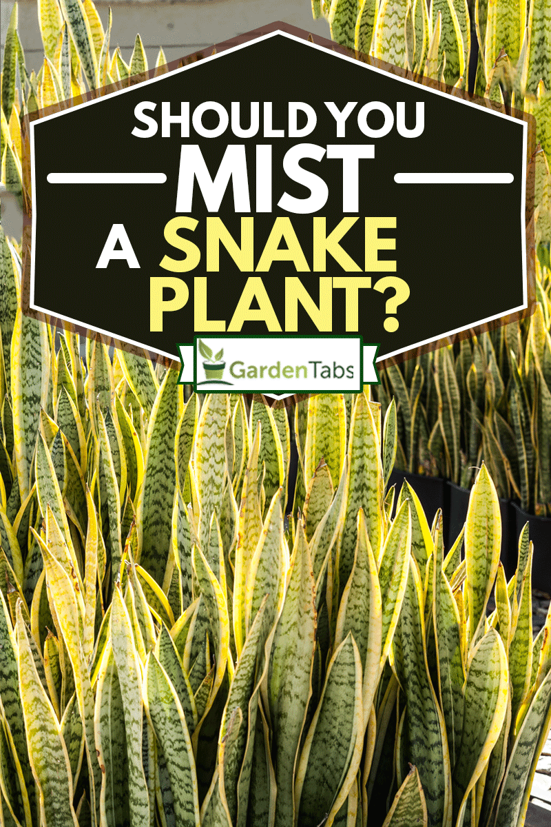 plant cultivation sansevieria trifasciata ( snake plant ), Should You Mist A Snake Plant?