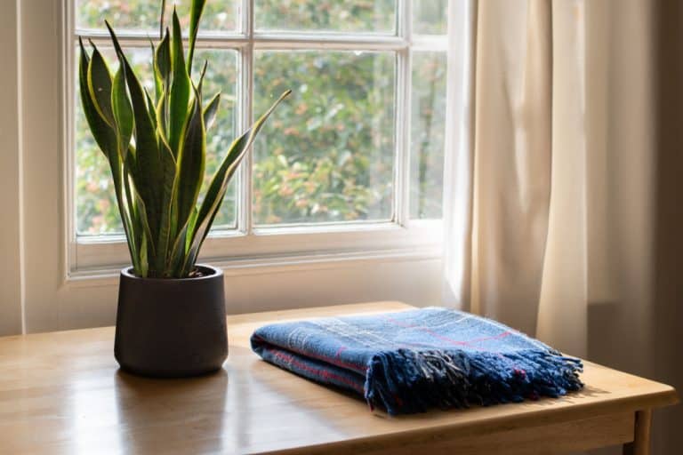 Snake plant and a cozy blanket in a beautifully designed home or apartment interior.