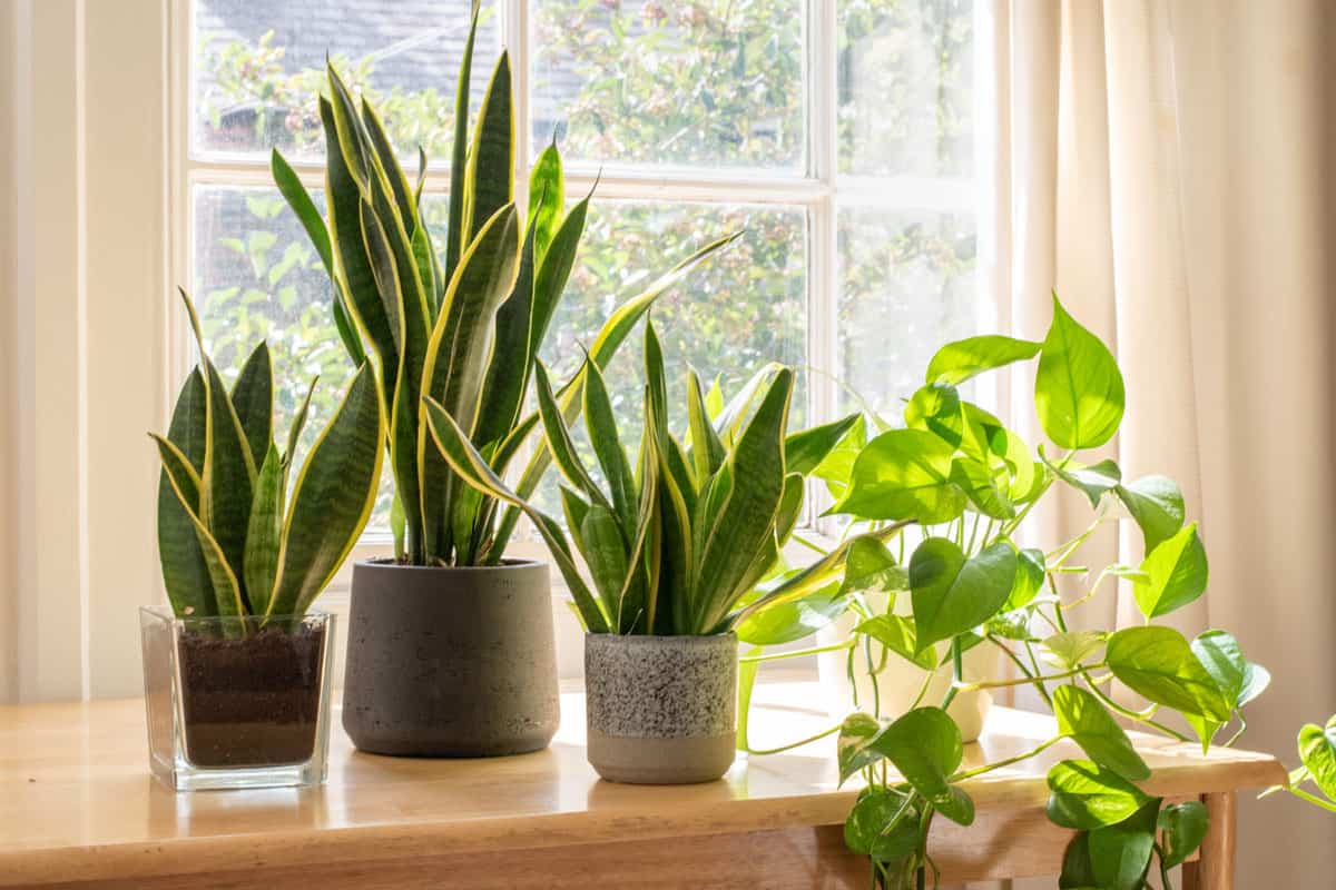 Three gorgeous snake plants placed on top of a console table, How Big Do Snake Plants Get? (And How Fast)