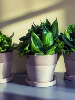 Three homeplants of sanseviera in pots on gray table, Are Snake Plants Toxic To Cats?