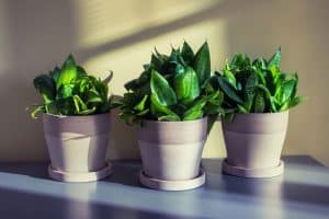 Read more about the article Are Snake Plants Toxic To Cats?
