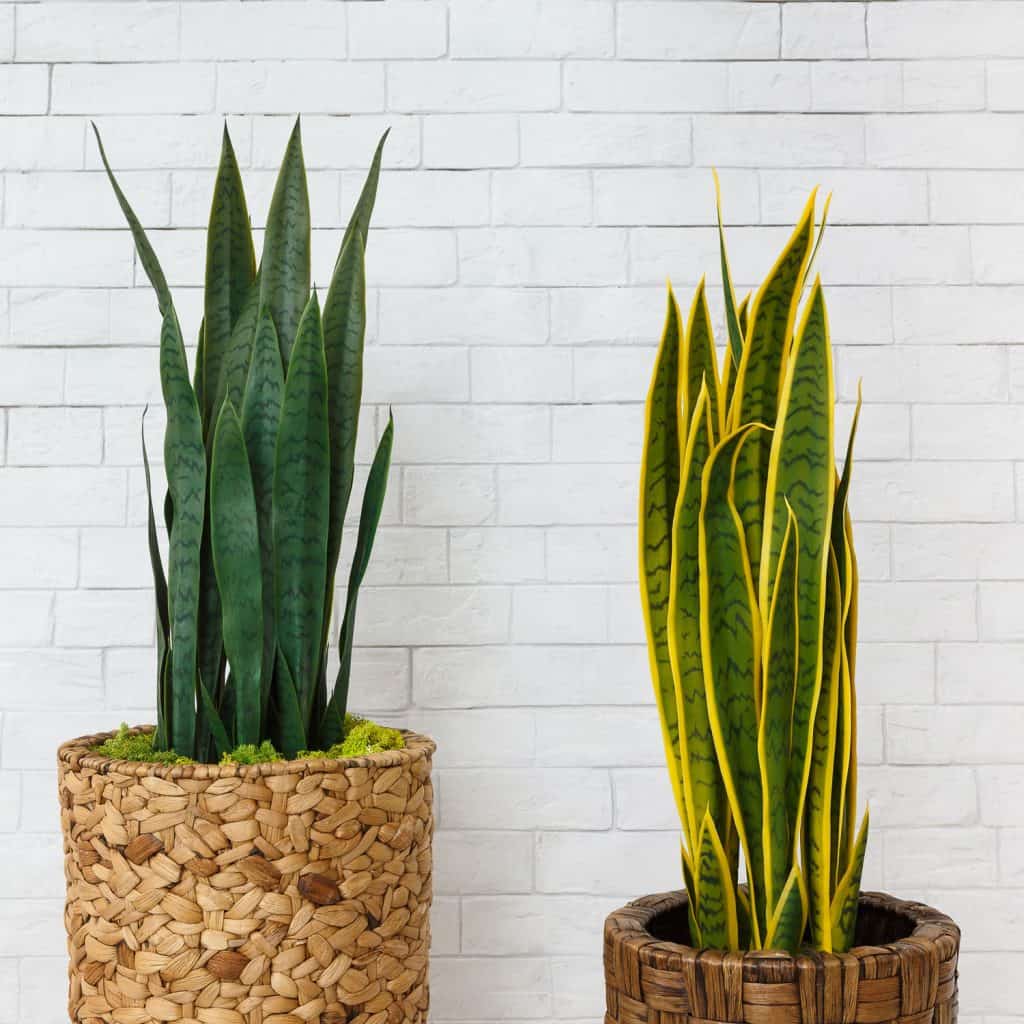 Two gorgeous varieties of snake plants planted on a basket and weaved pot