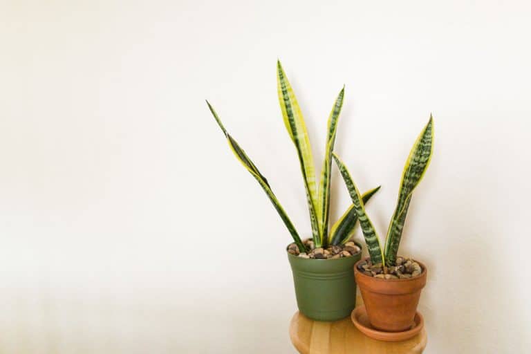 Two snake plants planted on a green and clay pot placed on a wooden stool next to a wall, Snake Plant Has Brown Tips - What To Do?