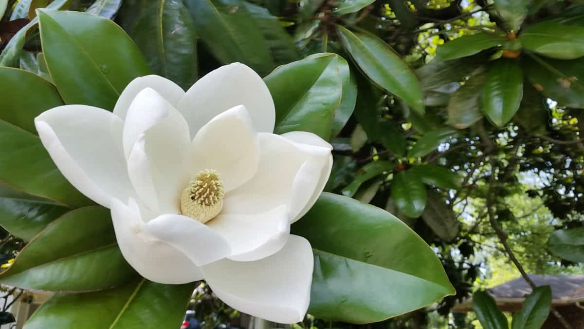 White Southern Magnolia Flower in Bloom on Tree Atlanta Georgia 