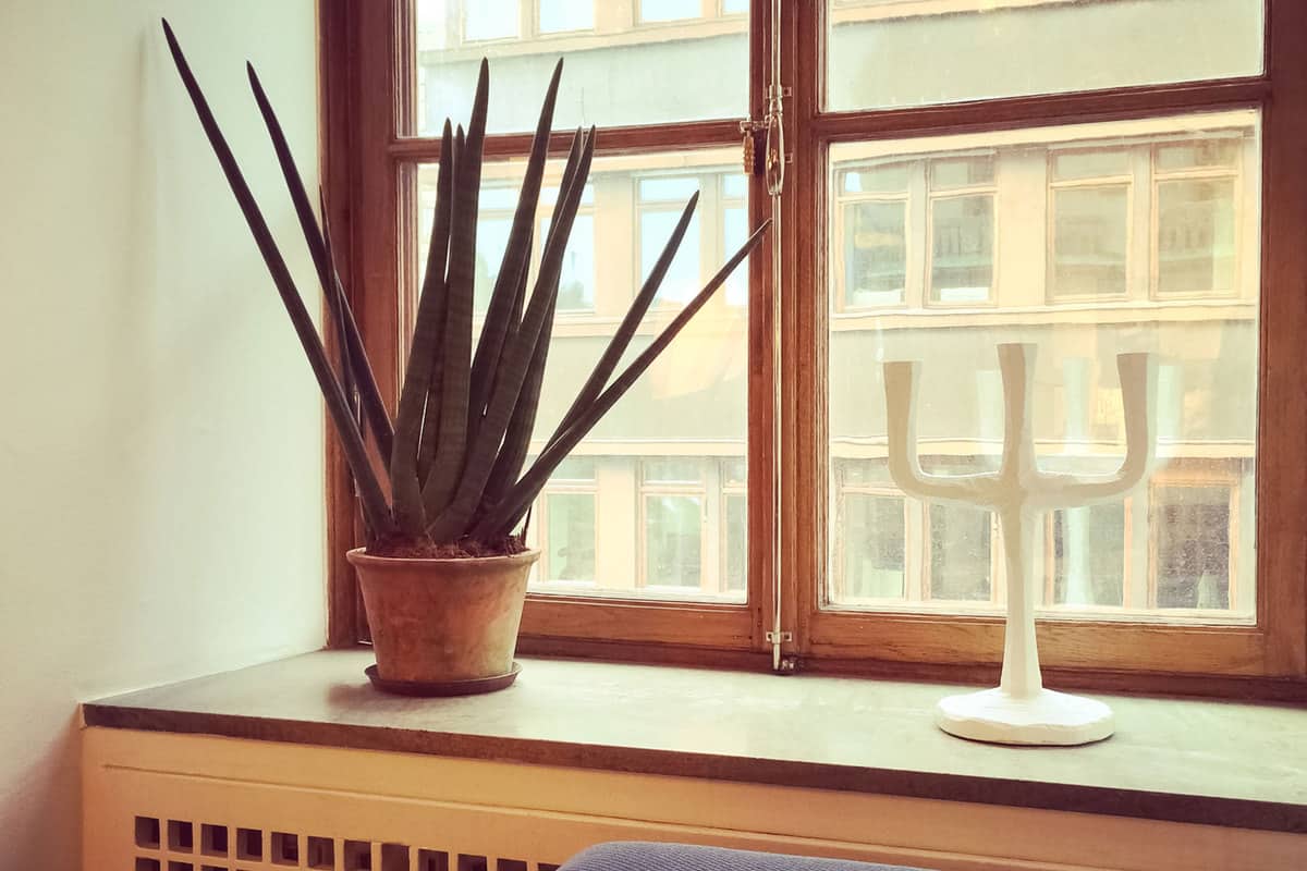 Window decorated with Sansevieria plant and candleholder