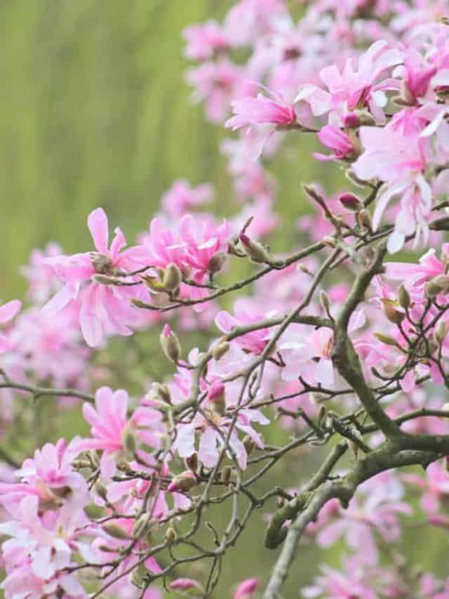 branch of a pink star magnolia l (Magnolia Loebneri, Leonard Messel) in bloom at springtime against green background