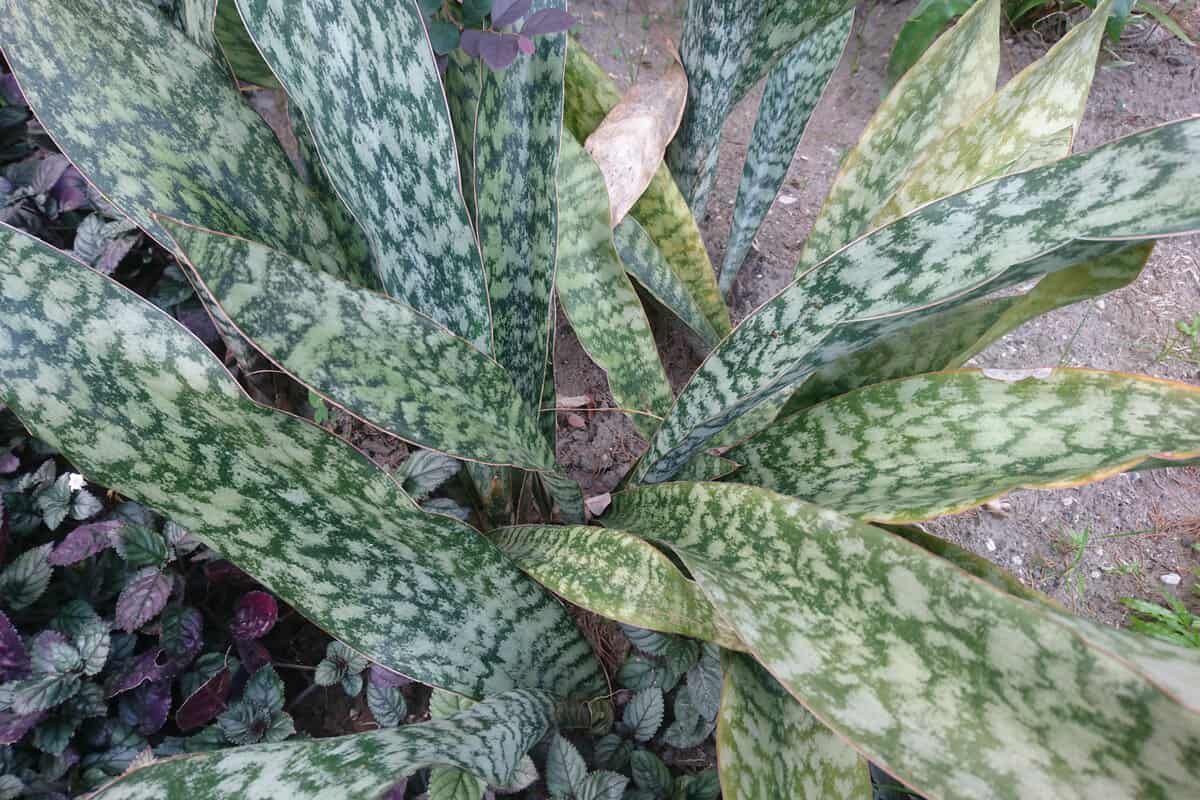 snake plant beauty for outdoor 