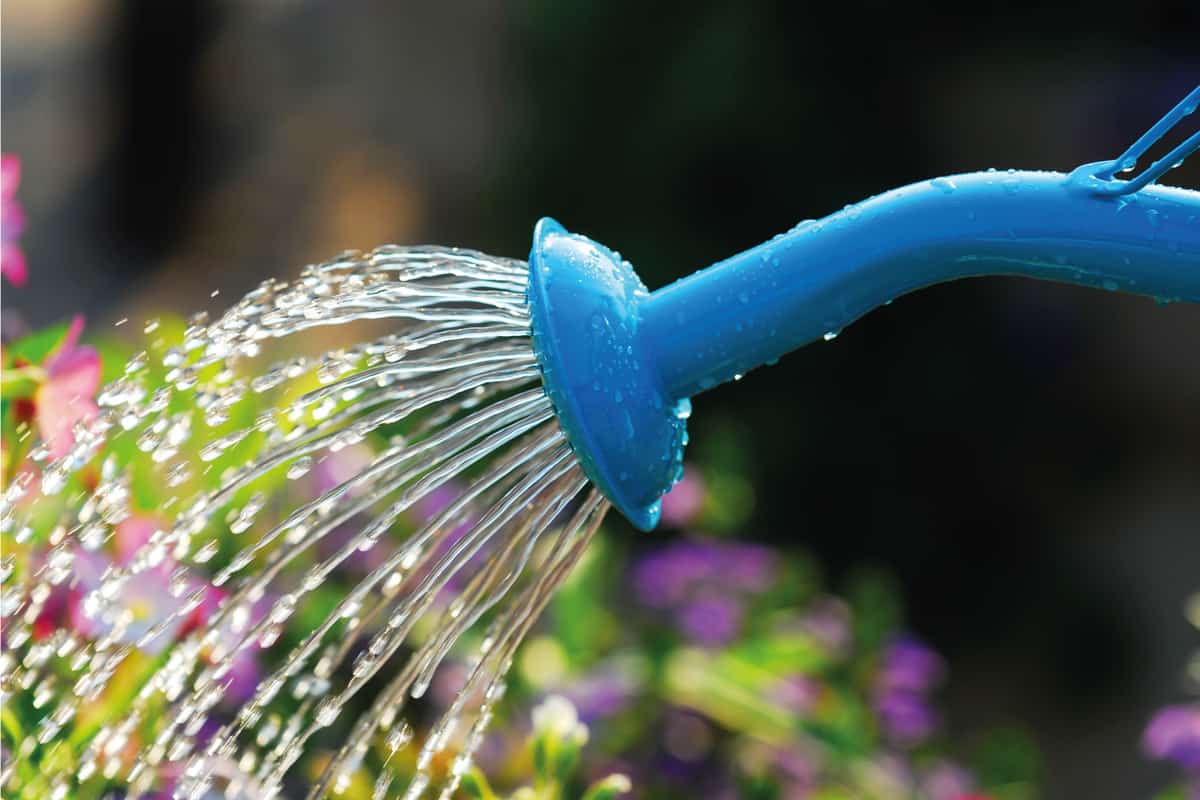 Spout of a watering can while watering plants