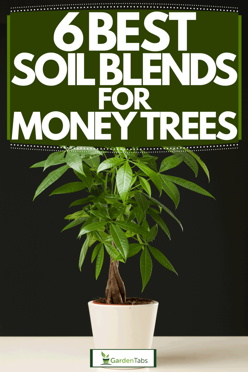 6 Best Soil Blends For Money Trees
