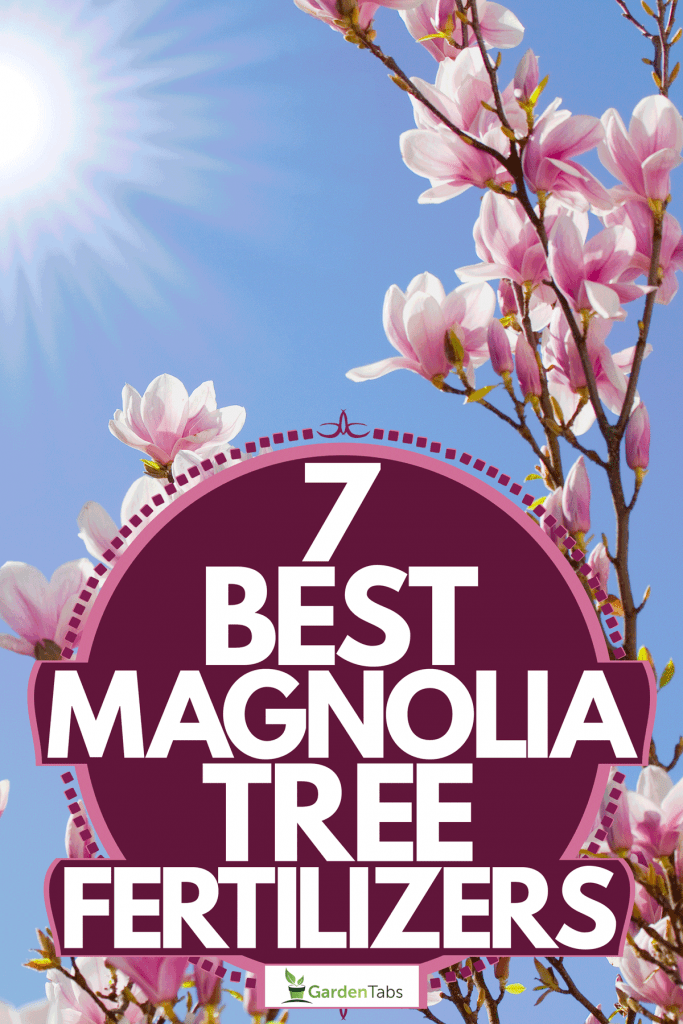 Gorgeous magnolia tree flowers blooming in the gorgeous blue sky, 7 Best Magnolia Tree Fertilizers 