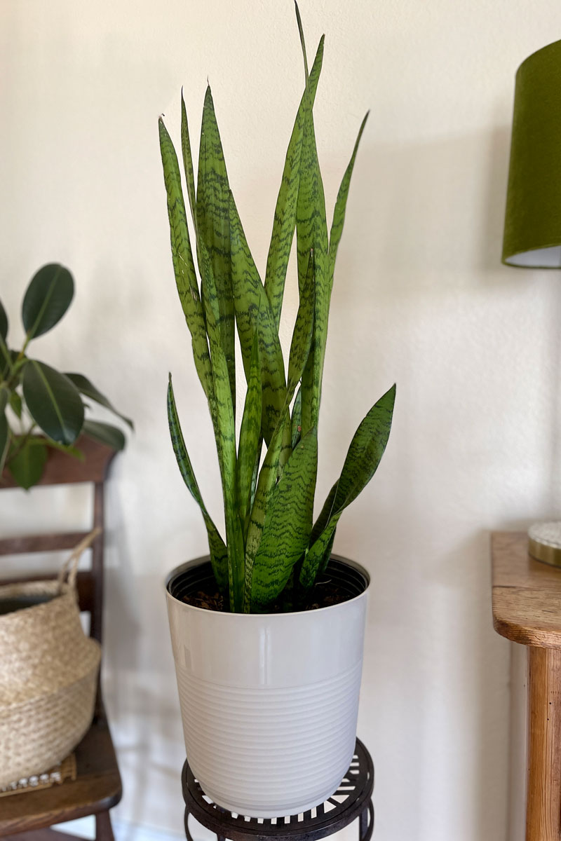 A big and healthy snake plant in a pot inside a modern living room perfect for a nature-like ambience