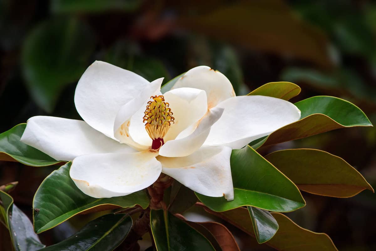 A large, creamy white southern magnolia flower blossom is circled by the glossy green leaves of the tree. 