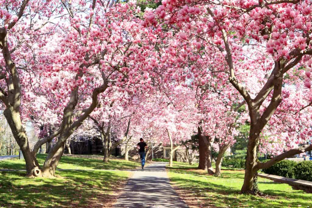 A pathway in a park with beautiful magnolia trees on the sides