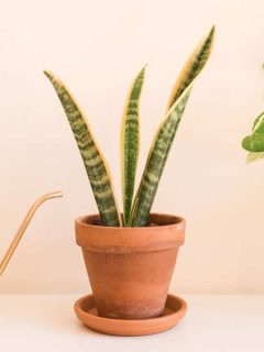 A snake plant placed on a small clay pot inside a beige colored living room, Snake Plant Leaves Turn Yellow - What To Do?