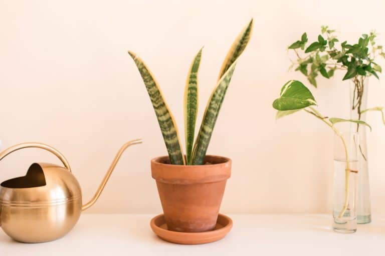 A snake plant placed on a small clay pot inside a beige colored living room, Snake Plant Leaves Turn Yellow - What To Do?