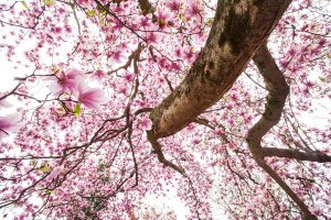 Read more about the article How Much Do Magnolia Trees Cost?