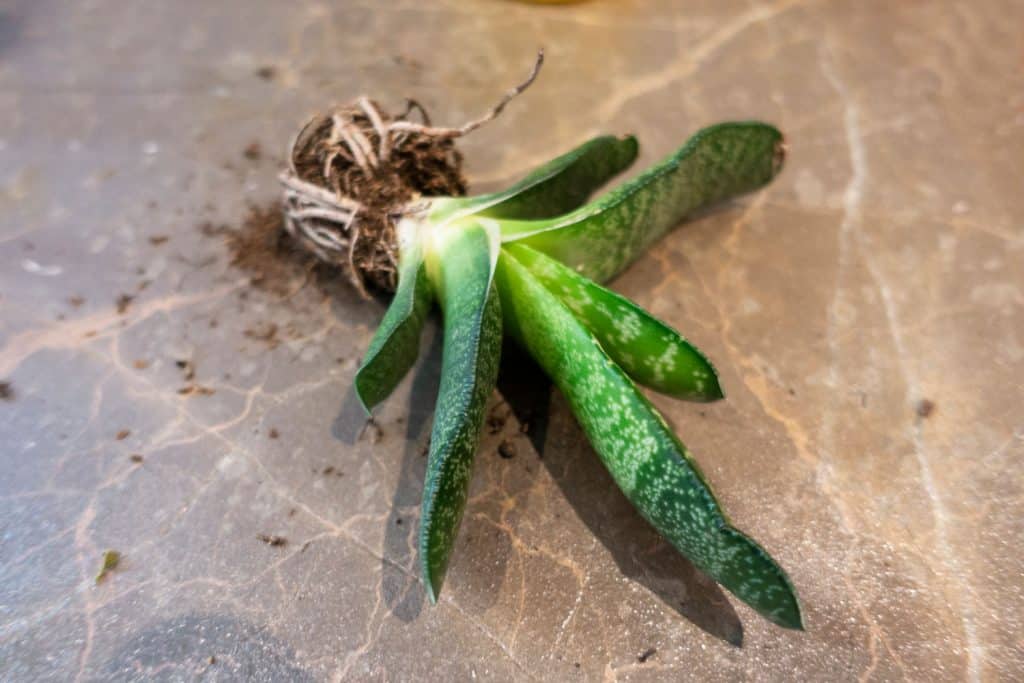 An up close photo of a Sansevieria Stuckyi plant on a granite table