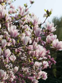 An up close photo of the blooming flowers of a magnolia tree, Where Is The Best Place To Plant A Magnolia Tree?