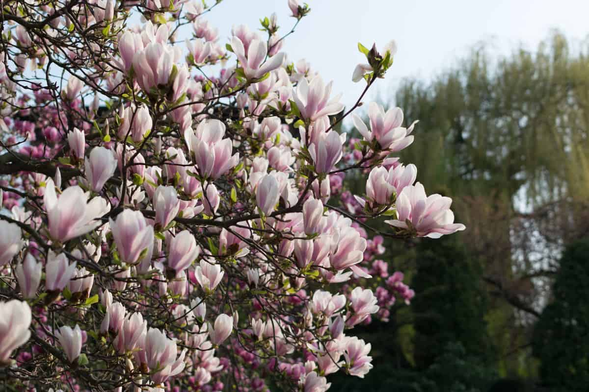 An up close photo of the blooming flowers of a magnolia tree, Where Is The Best Place To Plant A Magnolia Tree?