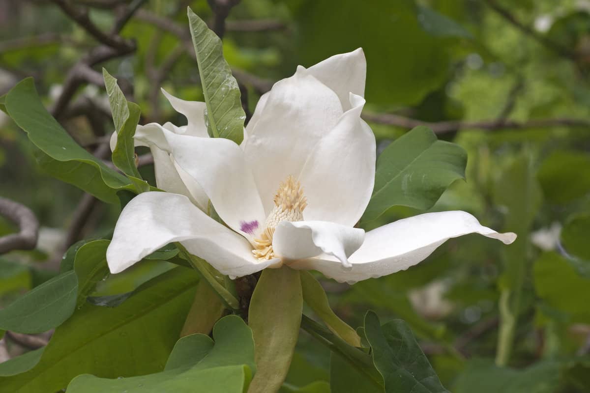 Ashe magnolia flower (Magnolia macrophylla ashei). Another scientific name is Magnolia ashei 