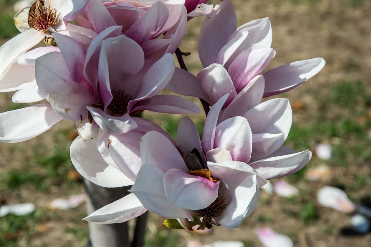 Beautiful blooming magnolia tree, tender pink flowers in the park, outdoors