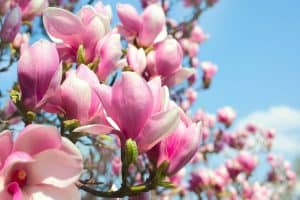 Read more about the article Can A Magnolia Tree Grow Inside In A Pot?