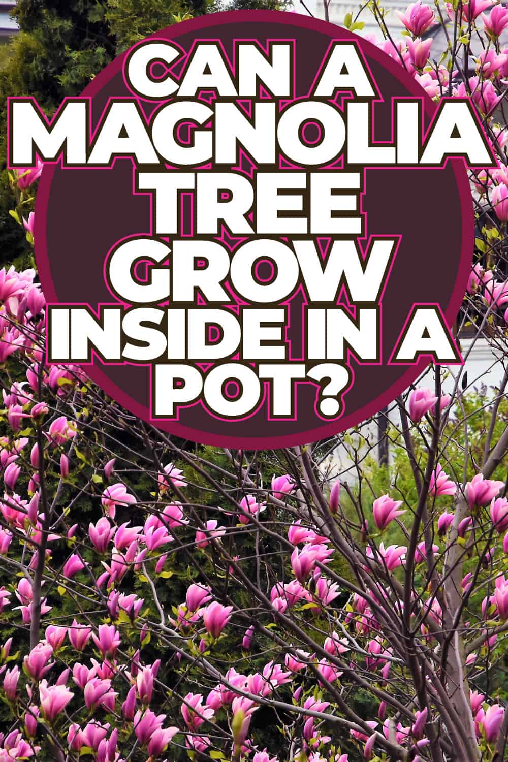 Can A Magnolia Tree Grow Inside In A Pot?