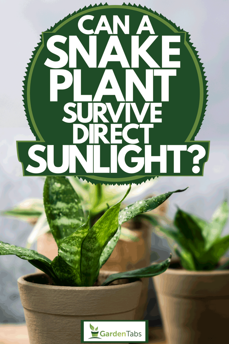 Can A Snake Plant Survive Direct Sunlight?