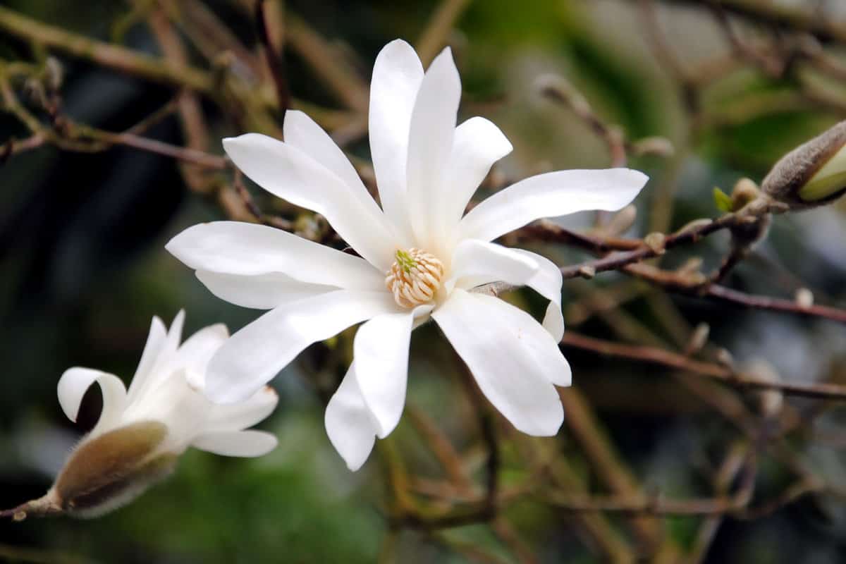 Close up of a large white flower of the star magnolia (Magnolia Stellata) native to Japan in early spring 